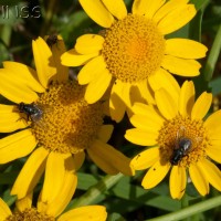 Corn Marigold